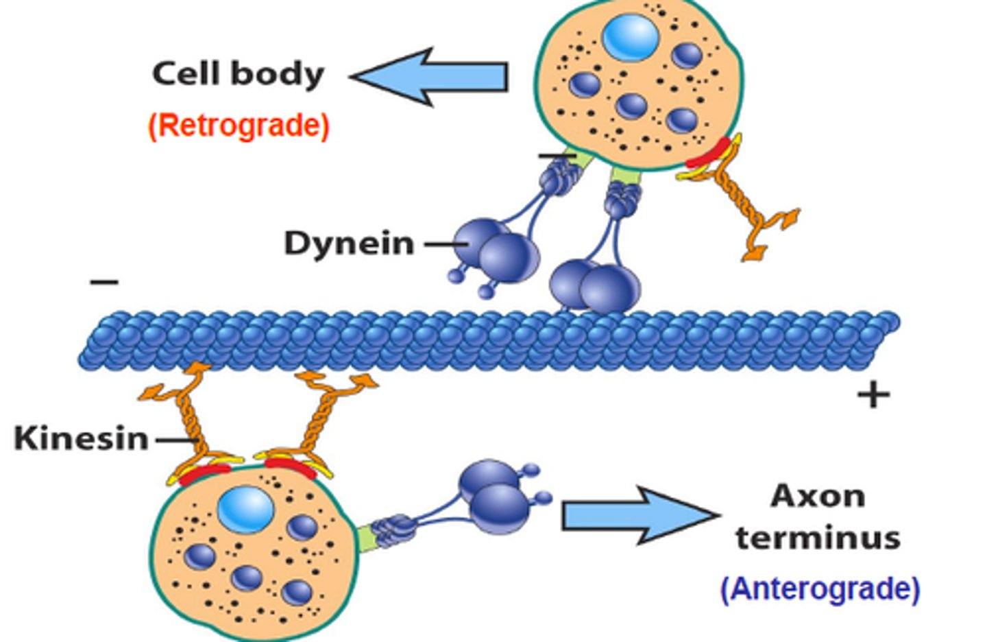 <p>Moves materials from the cell body to the axon terminal (forward, using kinesin).</p>