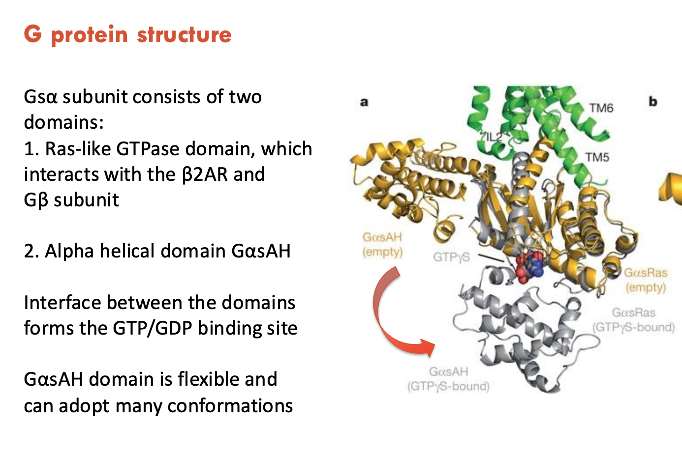 <p>Gs<sub>α</sub> subunit consists of 2 domains:</p><ol><li><p><strong>Ras-like GTPase domain</strong>, which interacts with the β2AR and Gβ subunit</p></li><li><p><strong>α helical domain GαsAH</strong>, which is flexible and can adopt many conformations</p></li></ol><p>The interface between domains <strong>forms the GTP/GDP binding site</strong></p><p></p>