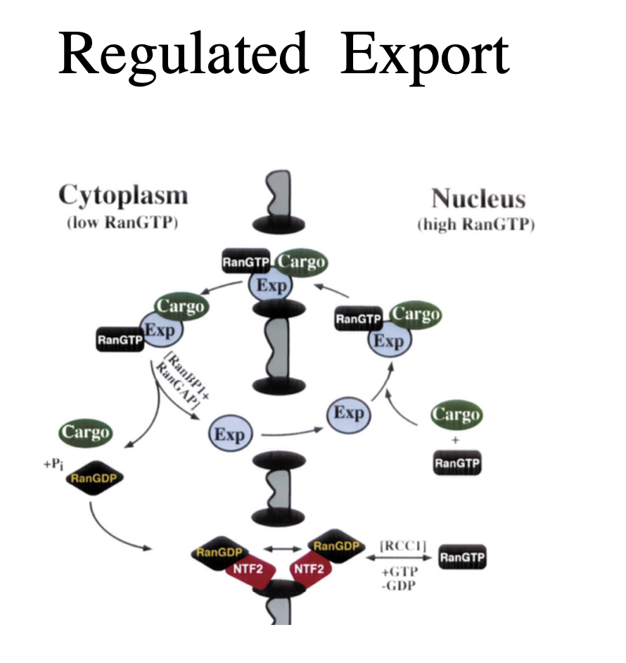 <ul><li><p>export signals are recognised by export receptors (exportins) that are regulated to importin beta</p></li><li><p>the regulation of cargo export<strong> again</strong>&nbsp;depends on the ranGTP/ranGDP gradient across the nuclear envelope</p></li><li><p>ran protein levels are <strong>equilibrated</strong> across the evelope by the nuclear transport factor NTF2</p><ul><li><p>ensures there is enough on either side for import/export</p></li></ul></li></ul><p></p>