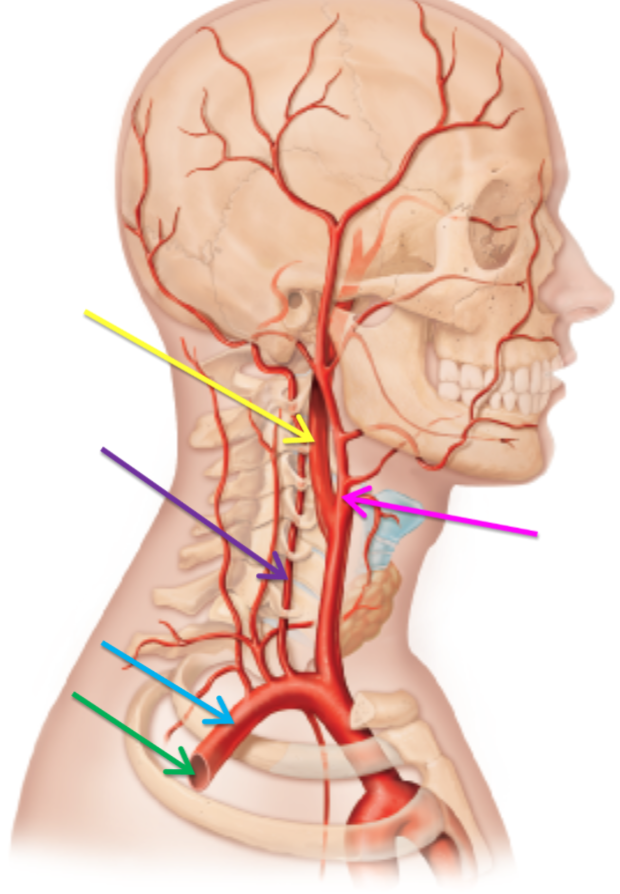 <p>What artery is highlighted blue? </p>