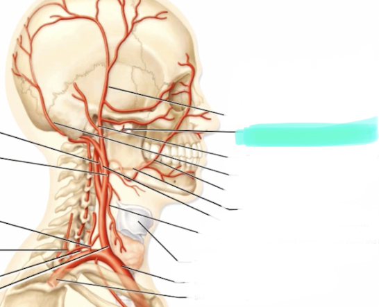 <p>Branch of external carotid</p>