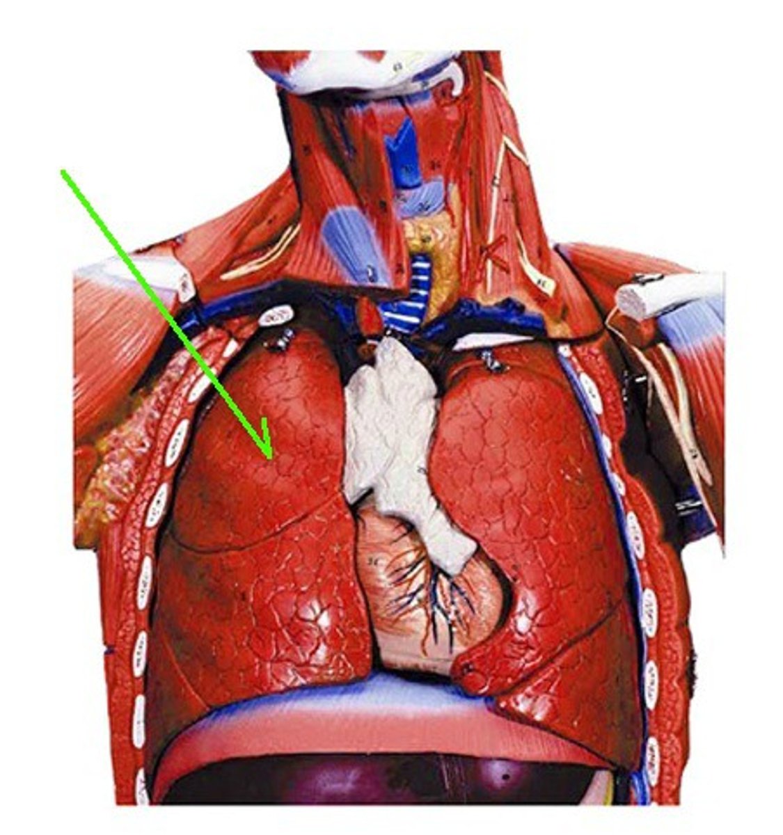 <p>Identify the structure, organ, or bone.</p>