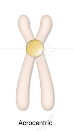 <p>Cromosomas con centromero subterminal, con dos brazos largos y dos cortos.</p>