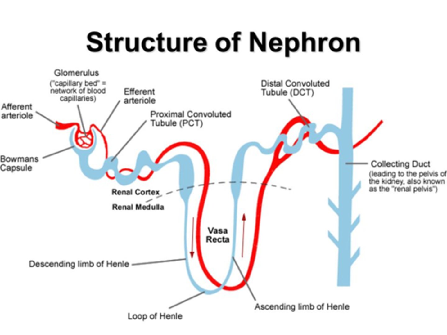 <p>- functional unit of the kidney - the nephrons are responsible for the formation of urine and the balance of ions</p>