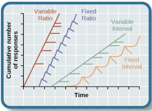 4 Basic Schedules Review 