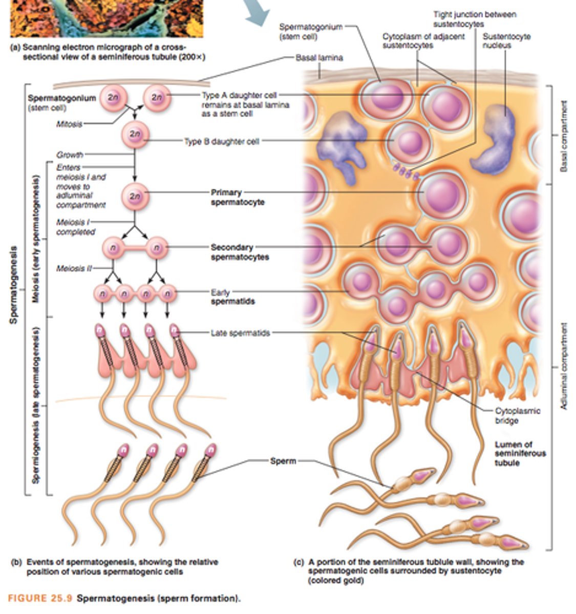 <p>divided by mitosis to form primary spermatocyte</p>