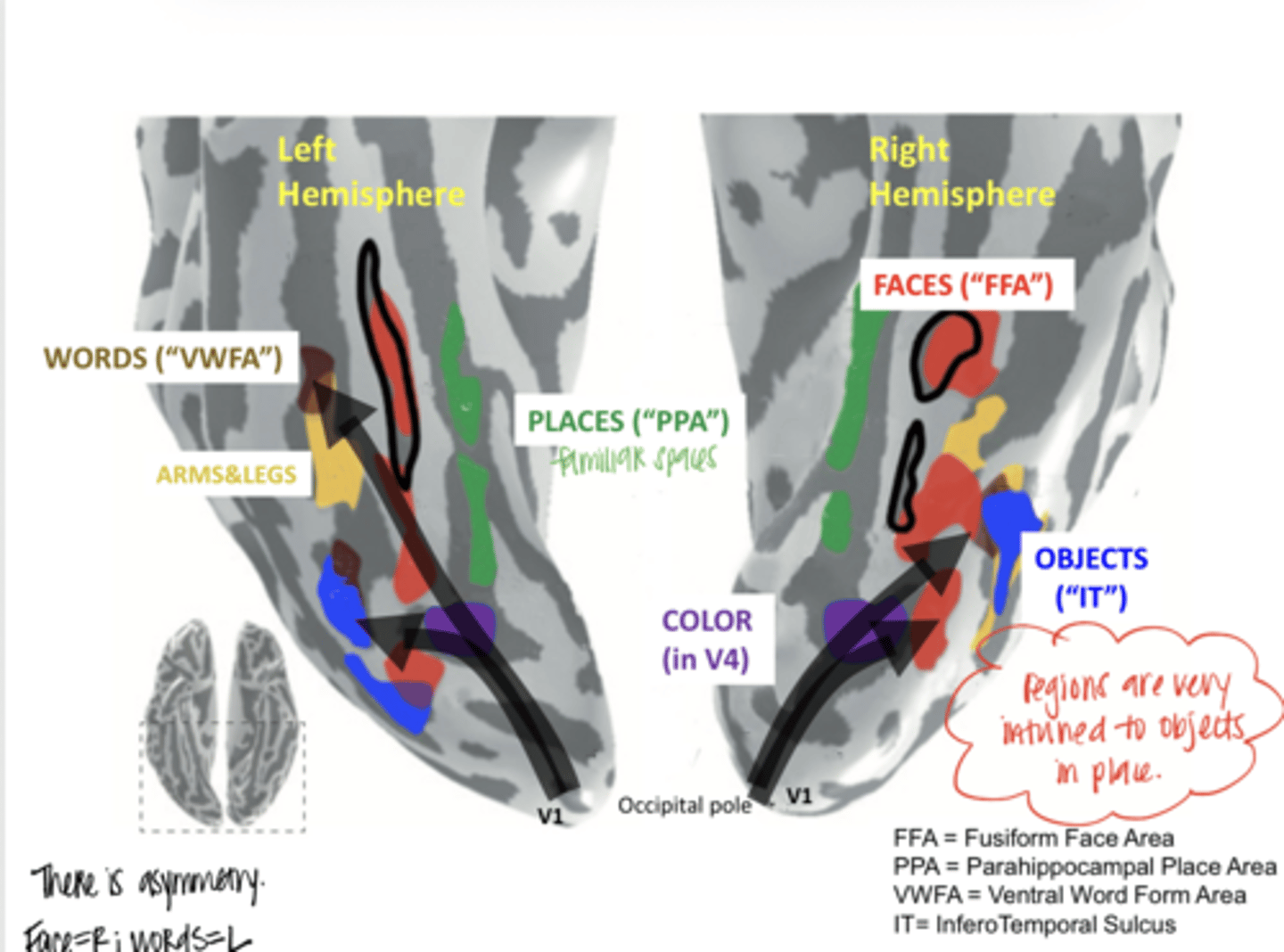 <p>What is the major point of having so many different "higher" centrals located along the ventral stream of the brain?</p>