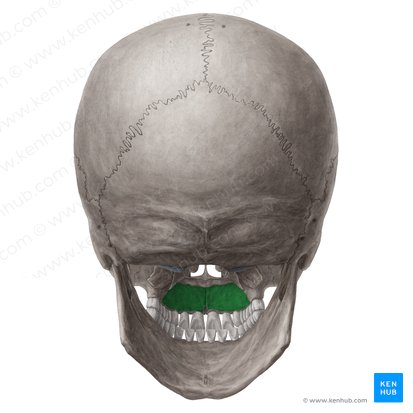 <p>Small raised areas between the teeth (upper)</p>