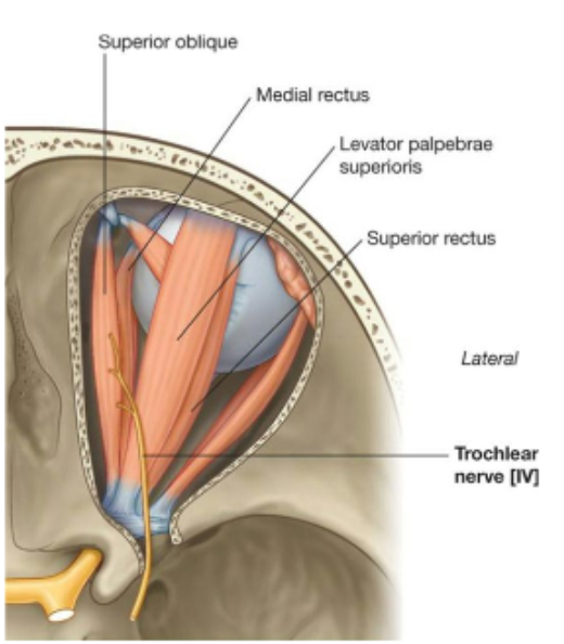 <p>Superior Rectus (SR):</p>