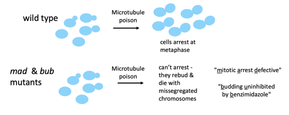 <ol><li><p>Wild type + Microtubule poison→ cells arrest @ metaphase</p></li><li><p>mad and bub mutant + Microtubule poison→cannot arrested</p><ul><li><p>rebud and die with missegregated chromosomes</p></li><li><p>Mutants used:</p><ul><li><p>mad= ‘mitotic arrest defective’</p></li><li><p>bub= ‘budding unihibited by benzimidazole’</p></li></ul></li></ul></li></ol><p></p>