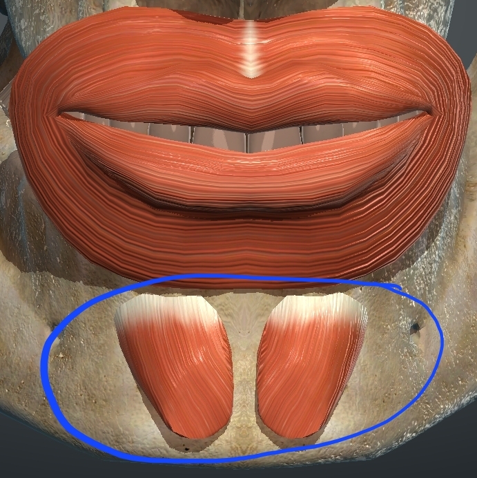 <p>What is this muscle?</p>