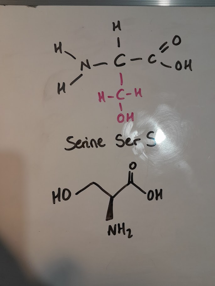 <ul><li><p>Ser</p></li><li><p>S</p></li><li><p>polar</p></li><li><p>hydroxylic</p></li></ul><p></p>