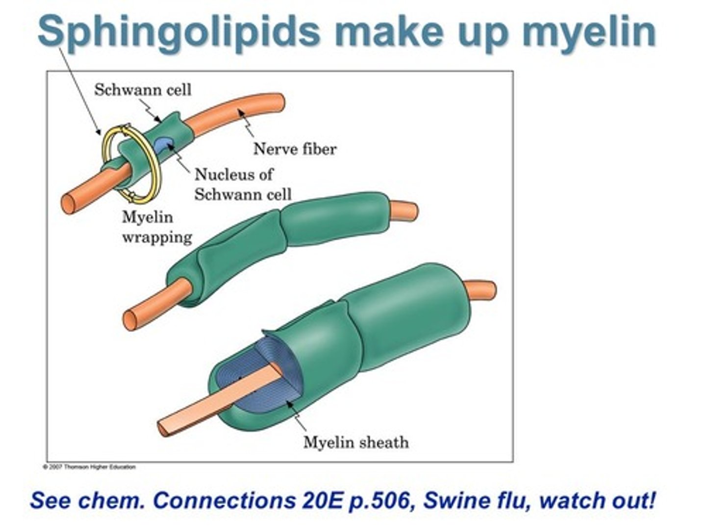 <p>Sphingolipids are a key component of myelin which composes the Myelin Sheath.</p>