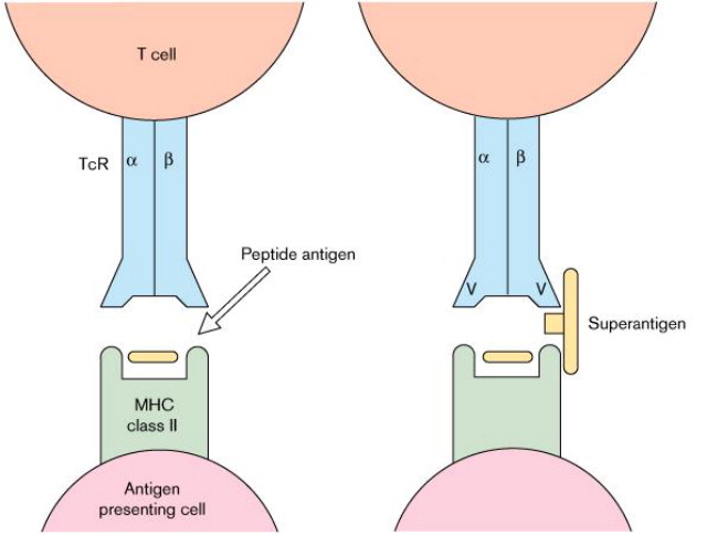 <p>Potent <u>protein toxins</u>, often produced by bacteria like Staphylococcus aureus and Streptococcus pyogenes, that <u>cause massive, non-specific activation of T cells</u></p>