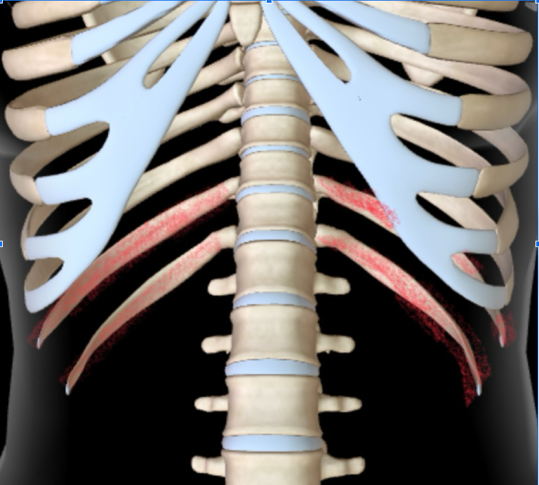 <p>These are ribs that<strong> DOESN’T HAVE COSTAL CARTILAGE </strong></p>