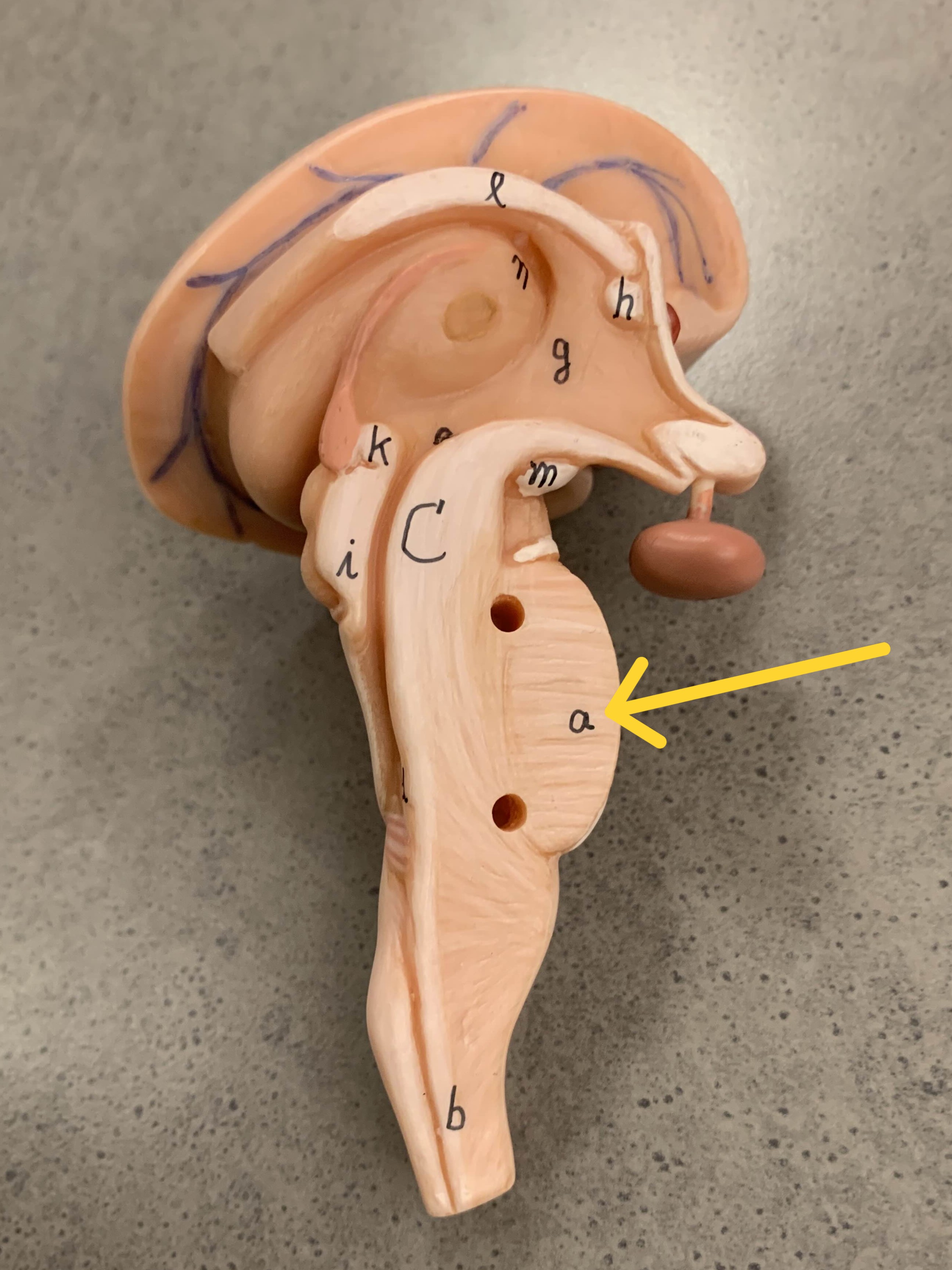 <p>Which part of the brain is:</p><ul><li><p>Bulge on anterior side of mid brainstem</p></li><li><p>Superior to medulla oblongata </p></li></ul><p></p>