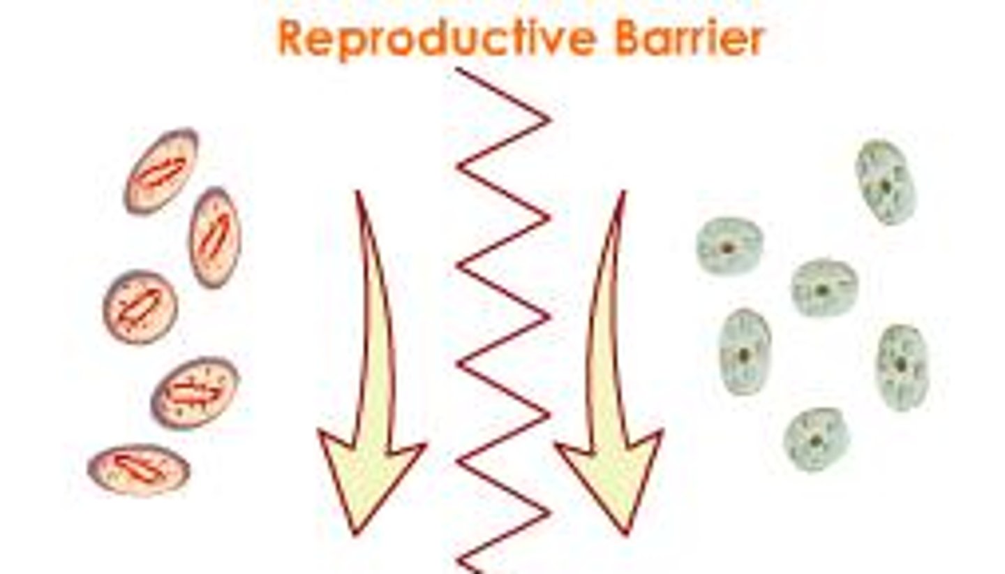 <p>Barriers that impede members of two different species fro producing fertile offspring.</p>