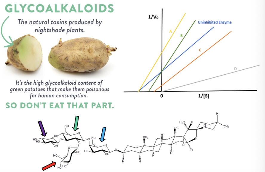 <p>Glycoalkaloids can act as either competitive or non-competitive enzyme inhibitors depending on the specific enzyme and their interactions with the enzyme's active and allosteric sites. Some glycoalkaloids, like&nbsp;solanine&nbsp;and&nbsp;chaconine, are known to inhibit enzymes important in neurotransmitter break down. The buildup of this neurotransmitter causes muscular paralysis and even death for many predators and pests that dare try and eat the potato.&nbsp;</p><p>Using the Lineweaver Burk plot shown, determine which line represents competitive inhibition of acetylcholinesterase (AChE)&nbsp;and&nbsp;butyrylcholinesterase (BuChE) by glycoalkaloids.</p>