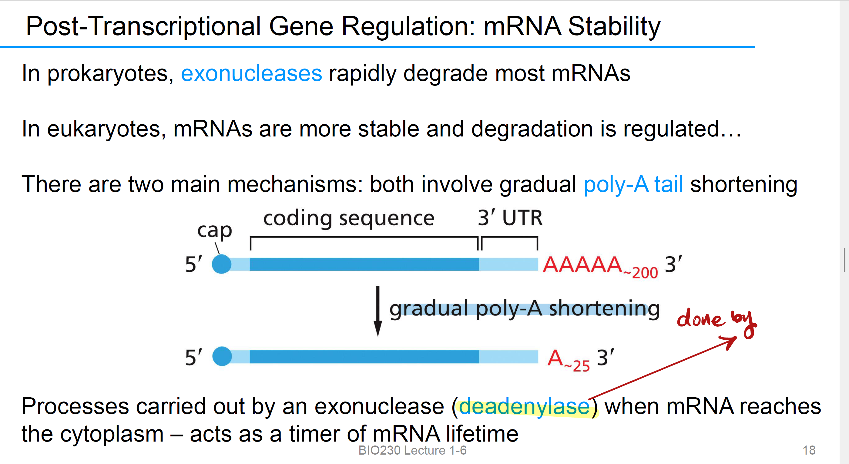 <p>it rapidly degrade most mRNAs in prokaryotes</p>