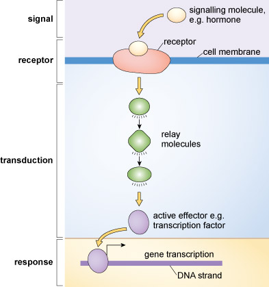 <p>In the cell membrane, direct communication can occur between proteins of adjacent cells or via hormones or via neurotransmitters.</p>