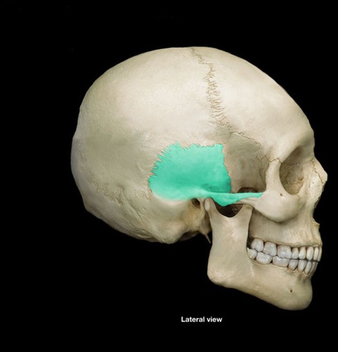 <p>largest part of the temporal bone and is flat and located superiorly. The outer facing surface of the squamous bone is convex in shape, forming part of the temporal fossa</p>