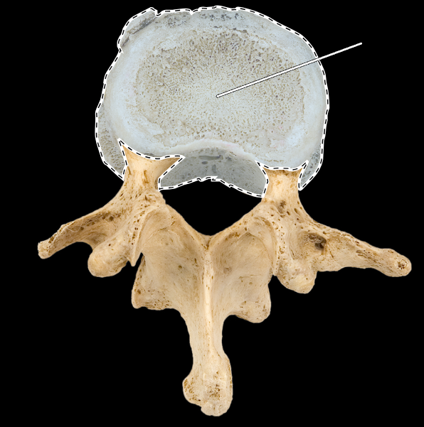 <p>What part of the vertebra is highlighted?</p><p>What type of vertebra is this (which region is this vertebra from)?</p><p>(Superior view).</p>