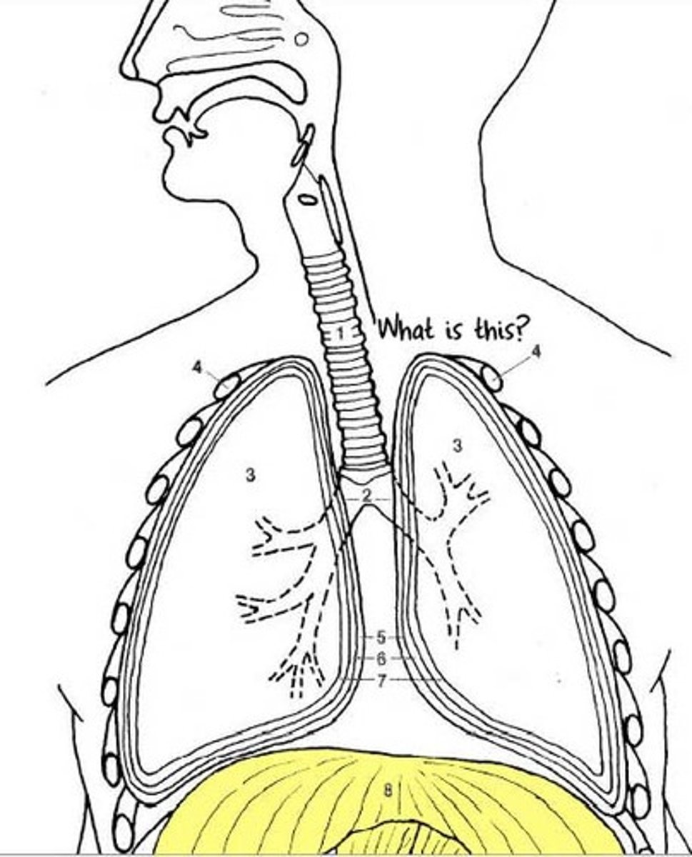 <p>dome-shaped sheet of muscle that separates the thoracic cavity from the abdomen</p>