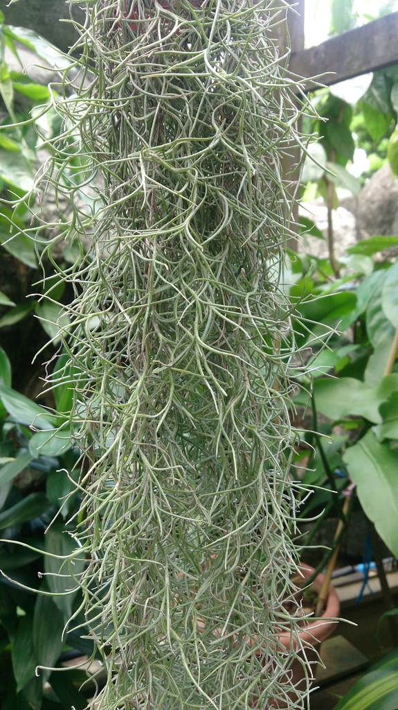 <p>Spanish moss</p>