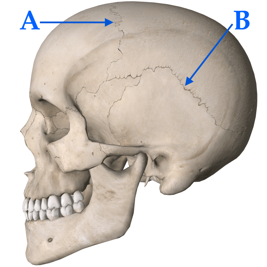What suture is shown by arrow B?