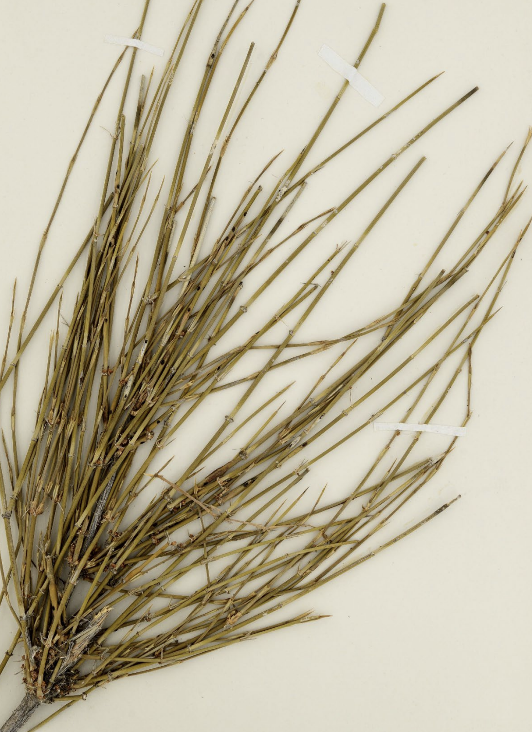 <p>What is this plant’s scientific name?</p>