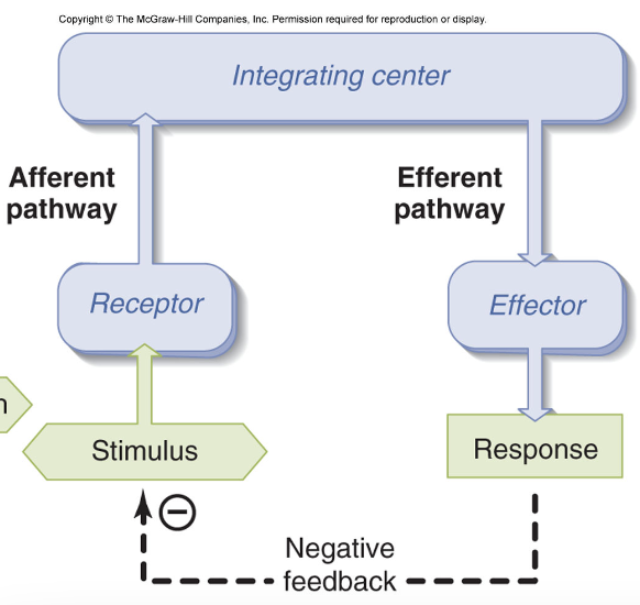 negative feedback loop diagram/reflex arc