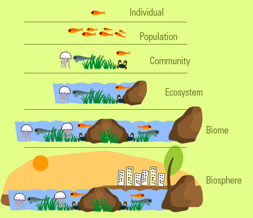 <ul><li><p><strong>Organism:</strong>  An individual life form (made of at least one cell)</p></li><li><p><strong>Population:</strong>  A group of organisms of the same species at the same time</p></li><li><p><strong>Community:</strong>  Many populations (species) living and interacting with each other</p></li><li><p><strong>Ecosystem:</strong>  A location where a community interacts with each other and the environment (biotic AND abiotic factors) </p></li><li><p><strong>Biome:</strong>  A large area with common characteristics </p></li><li><p><strong>Biosphere:</strong>  The region of the planet where organisms live </p></li></ul><p></p>