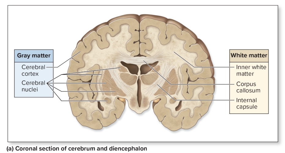 <p>Cerebral Cortex</p>