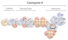 <p>coenzyme A (CoA)</p>