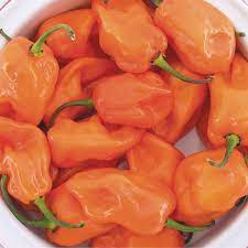 <p>Habanero</p>