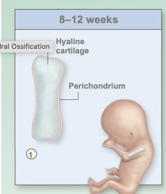 <p>Fetal hyaline cartilage model develops and perichondrium forms</p><ul><li><p>Perichondrium develops into periosteum</p></li></ul><p>Step 1 to ______</p>
