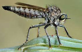 <ol><li><p>Stylate mouthparts surrounded by a beard of long hairs</p></li><li><p>Concave depression on top of head between compound eyes</p></li></ol><p></p>