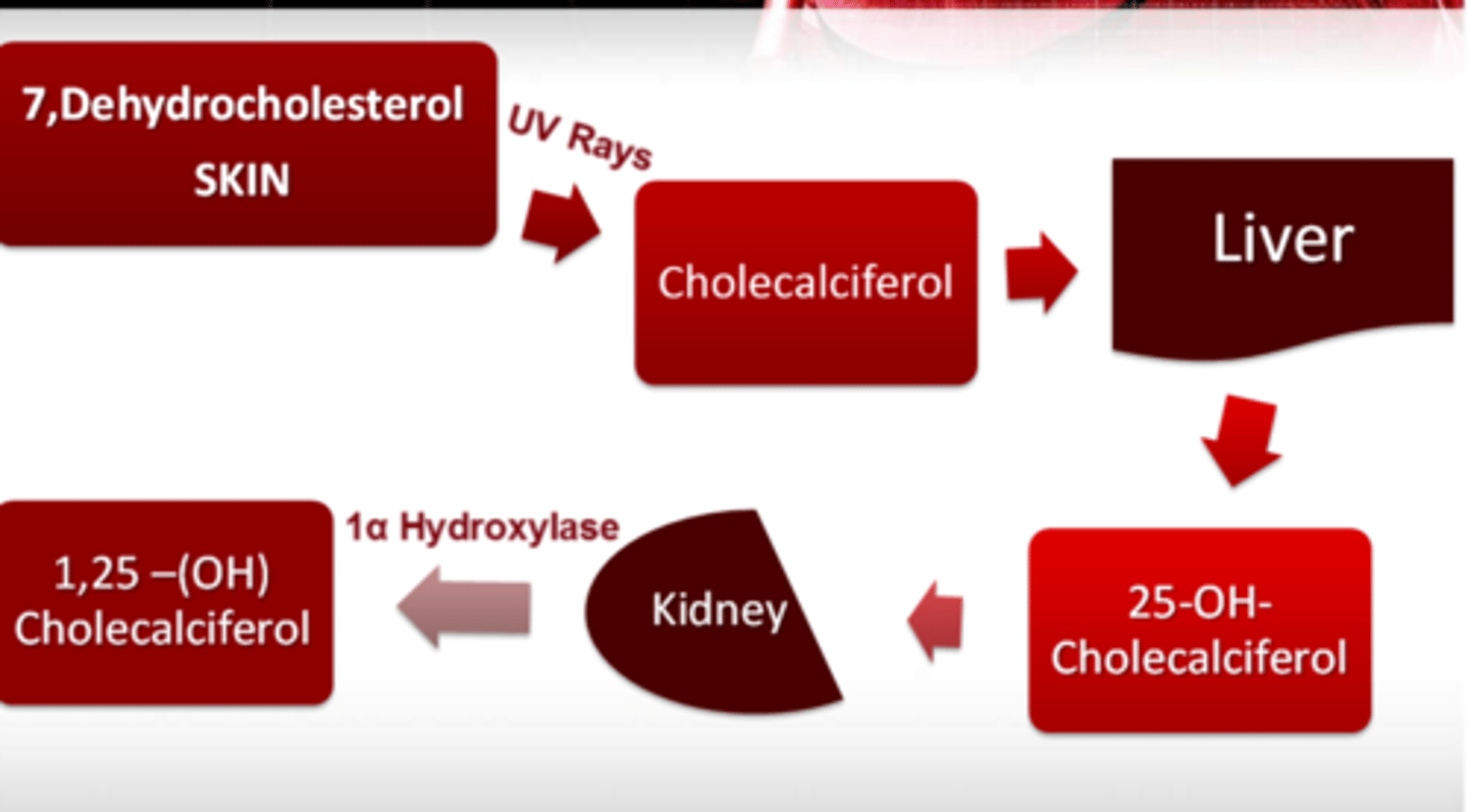 <p>c) 25-hydroxyvitamin D (aka Calcidiol) - inactive</p><p>has a longer 1/2 life (2-3 weeks)</p>