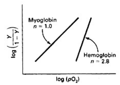 <ul><li><p>Myoglobin has a single O₂-binding site per molecule</p></li><li><p>It does not exhibit cooperativity</p></li><li><p><strong>Hill coefficient is 1</strong></p></li></ul><p></p>