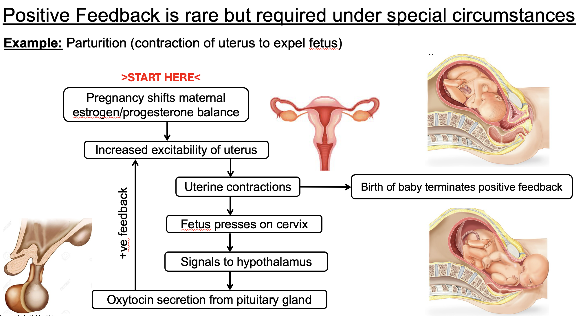 <p><span>the pressure of the baby's head on the cervix triggers the release of oxytocin</span></p><p><span>which causes stronger uterine contractions. </span></p><p><span>This greater pressure on the cervix leads to the release of even more oxytocin, amplifying the contractions until the baby is born and the stimulus is removed.&nbsp;</span></p><p></p><ol><li><p><strong>Stimulus</strong>: The baby's head presses against the cervix, stretching it.<span>&nbsp;</span></p></li><li><p><strong>Detection</strong>: Nerve signals are sent from the cervix to the brain.<span>&nbsp;</span></p></li><li><p><strong>Response</strong>: The brain signals the pituitary gland to release oxytocin.<span>&nbsp;</span></p></li><li><p><strong>Action</strong>: Oxytocin causes the uterus to contract more forcefully.<span>&nbsp;</span></p></li><li><p><strong>Amplification</strong>: The increased contractions stretch the cervix further, which triggers the release of more oxytocin.<span>&nbsp;</span></p></li><li><p><strong>Completion</strong>: This positive feedback loop continues to intensify contractions until the baby is delivered, which removes the initial stimulus</p></li></ol><p></p>