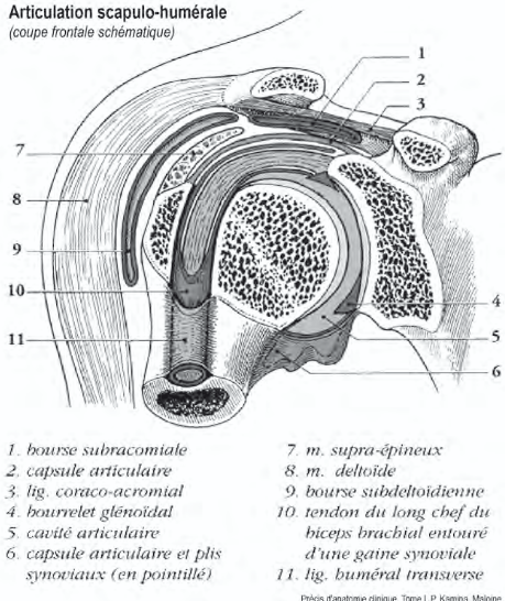 <p>L’articulation scapulo-humérale</p>