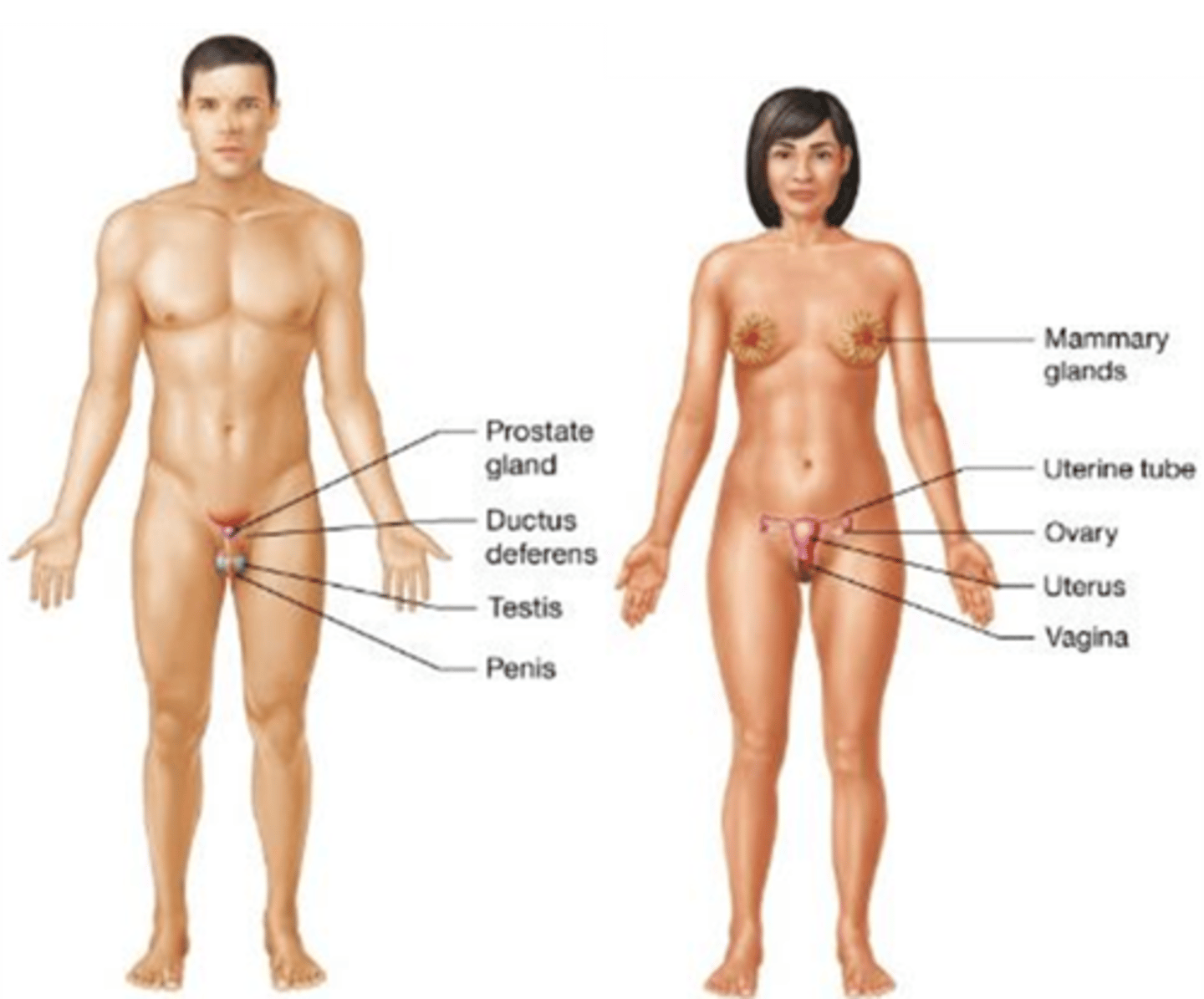 <p>Which body system is used for sexual reproduction, with males producing and transporting sperm and females producing and transporting oocytes, secreting hormones, and supporting fetal development and lactation?</p><p>A) Urinary system</p><p>B) Endocrine system</p><p>C) Reproductive system</p><p>D) Nervous system</p>