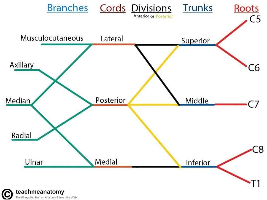 <p>what is the brachial plexus</p>