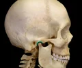 <p>the depression in the temporal bone into which the condyle of the mandible fits</p>