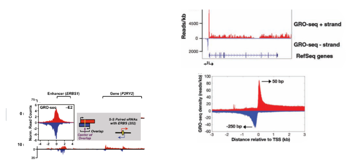 <p>for many transcripts, polII pauses after starting transcription (promoter-proximal pausing). Transcription in eukaryotes is bidirectional for many if not all genes. Enhancers are also transcribed bidirectionally and produce eRNA which is critical to enhancer function.</p>