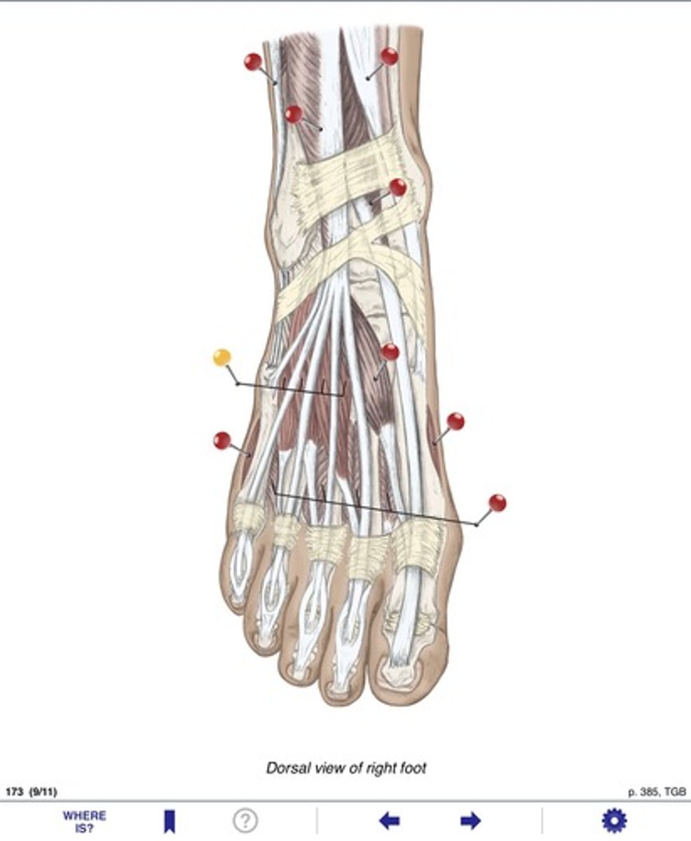 <p>Name the muscles at the yellow pin</p>