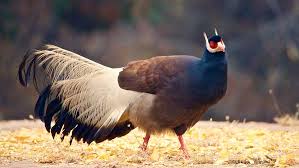 <p>Family: Phasianidae</p><p>Status: VU</p>