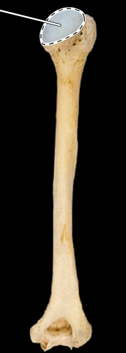 <p>Humerus, posterior view, right side</p>