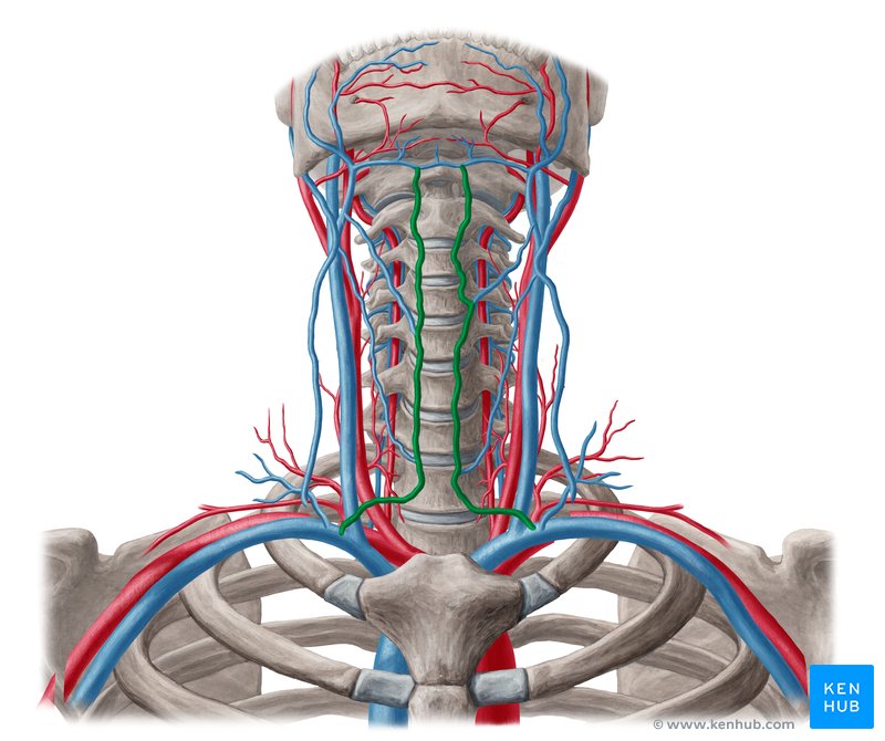 blood vessels that return “used” blood from the head and neck