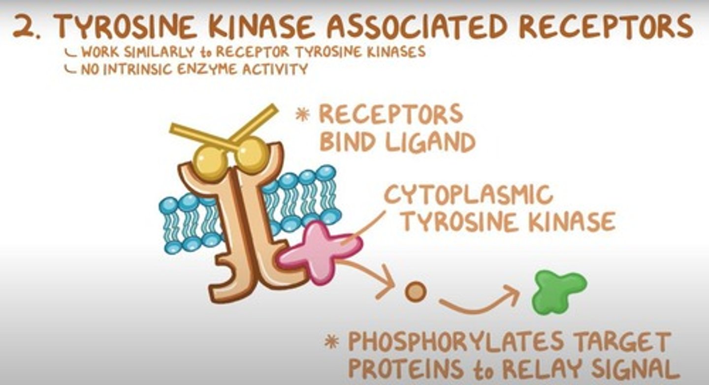 <p>TKARs do not have intrinsic kinase activity but activate associated cytoplasmic tyrosine kinases upon ligand binding.</p>
